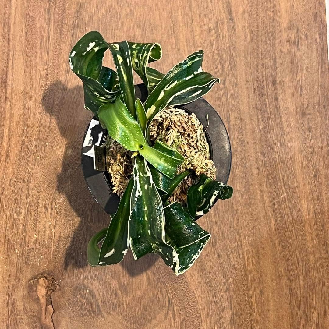 万年青 オモト 輪波獅子 植物 古典園芸 万年青 おもと 輪波錦 万年青