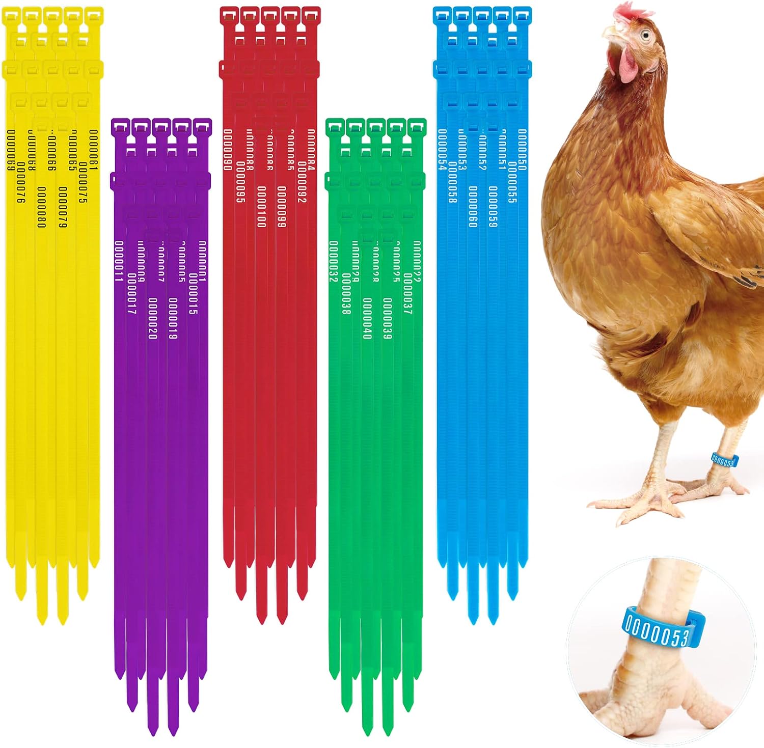 Amazon.com : JMIANeodark 100 Pcs Chicken Leg Bands Colorful Chicken Leg ...