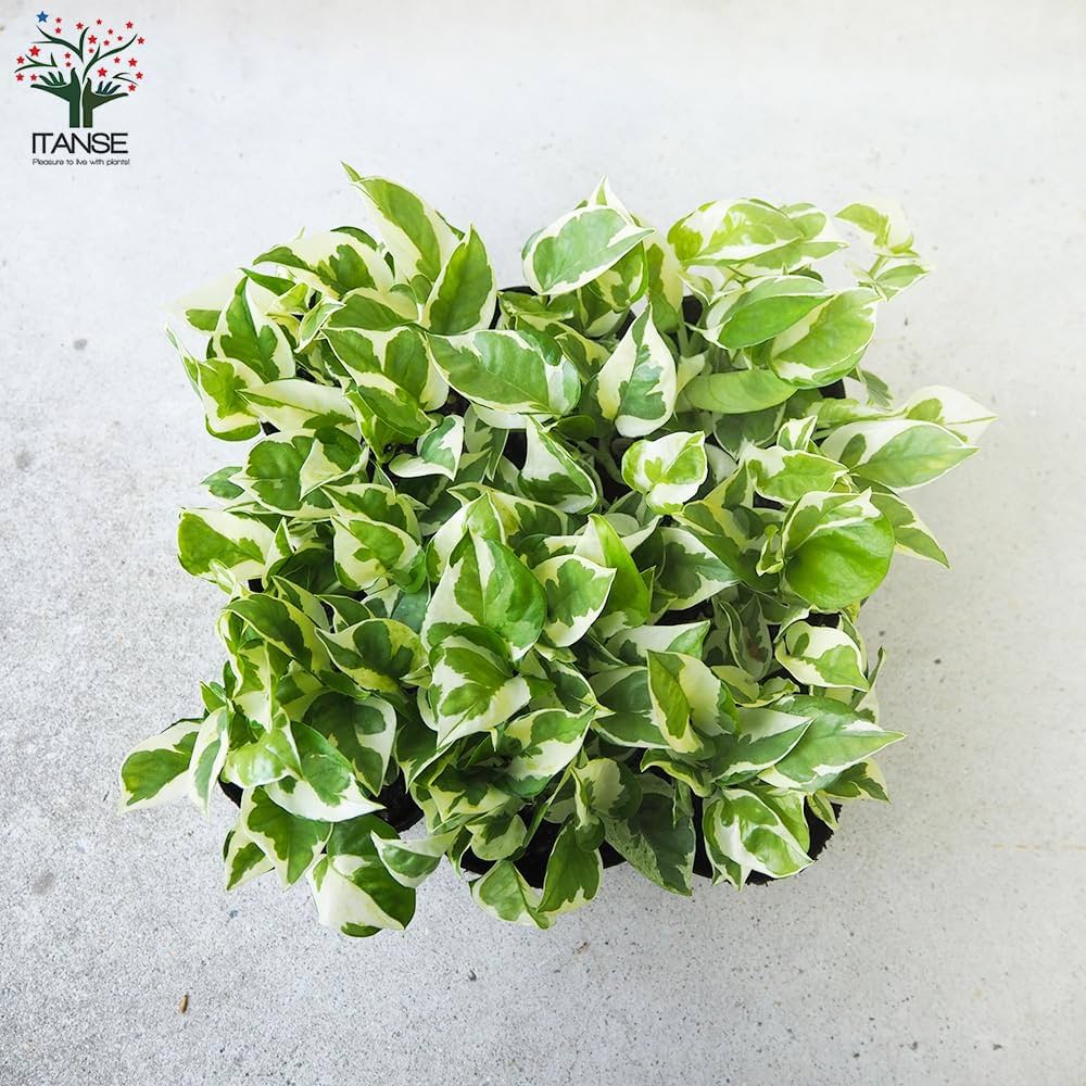 ⭐ポトス⭐サービスカット⭐20本 Amazon｜ITANSE 斑入りポトス 3号ポット 2品種各1個セット 内容