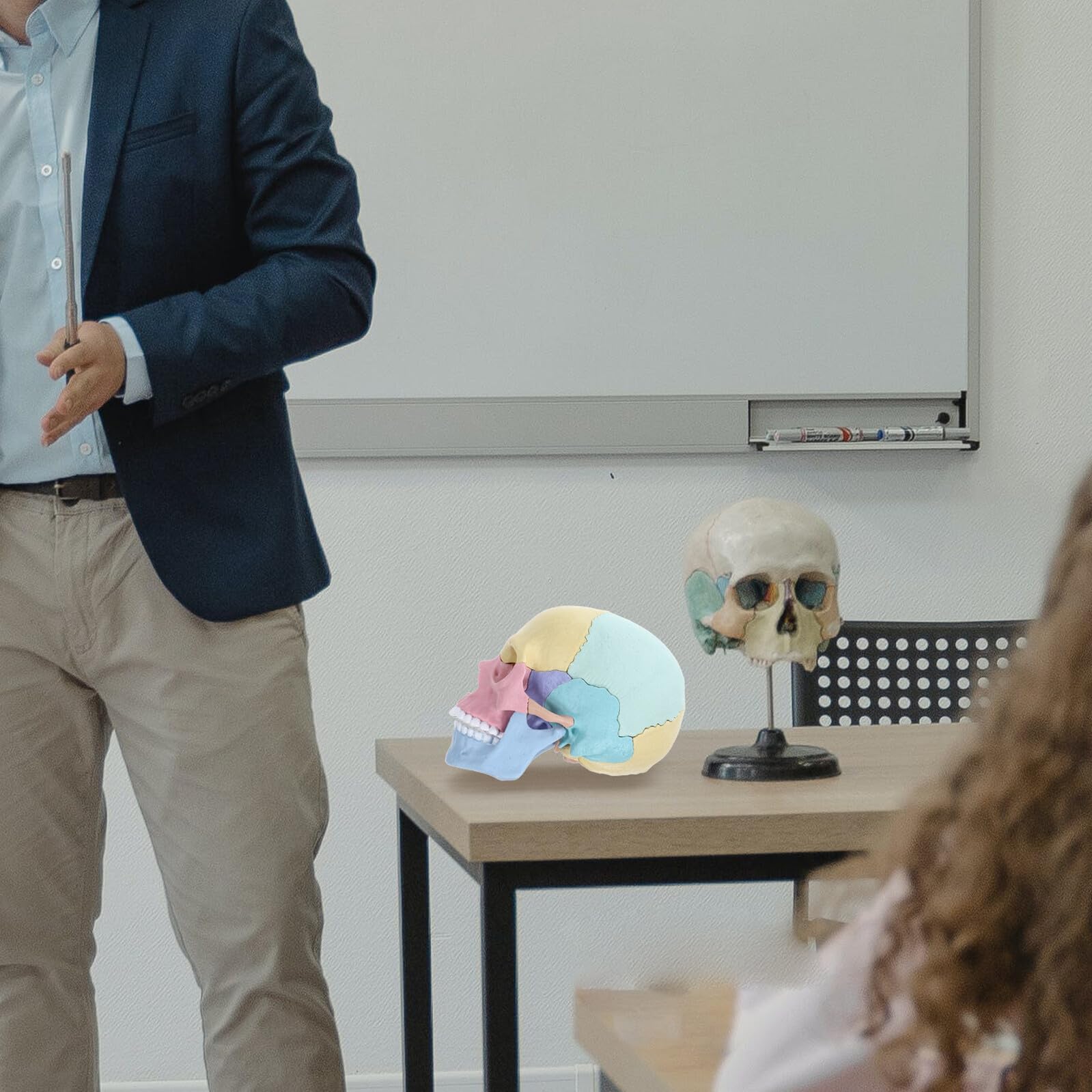Modelo de Anatomía del Cráneo Desmontable 4d de Plástico para Estudiantes