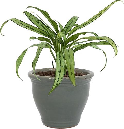 Miniatura 7 de Sunnydaze Maceta grande de cerámica de 15 pulgadas, maceta redonda de cerámica esmaltada para exteriores con drenaje, color gris, estudio