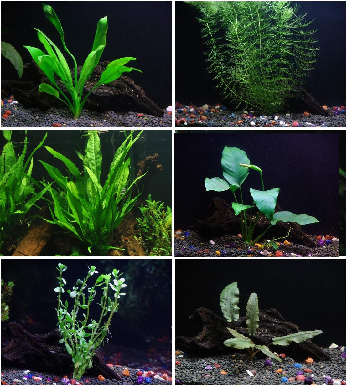 6 Plant Species Live Aquatic Plants Package - Microsorum Java Fern, Amazon, Moneywort and More!