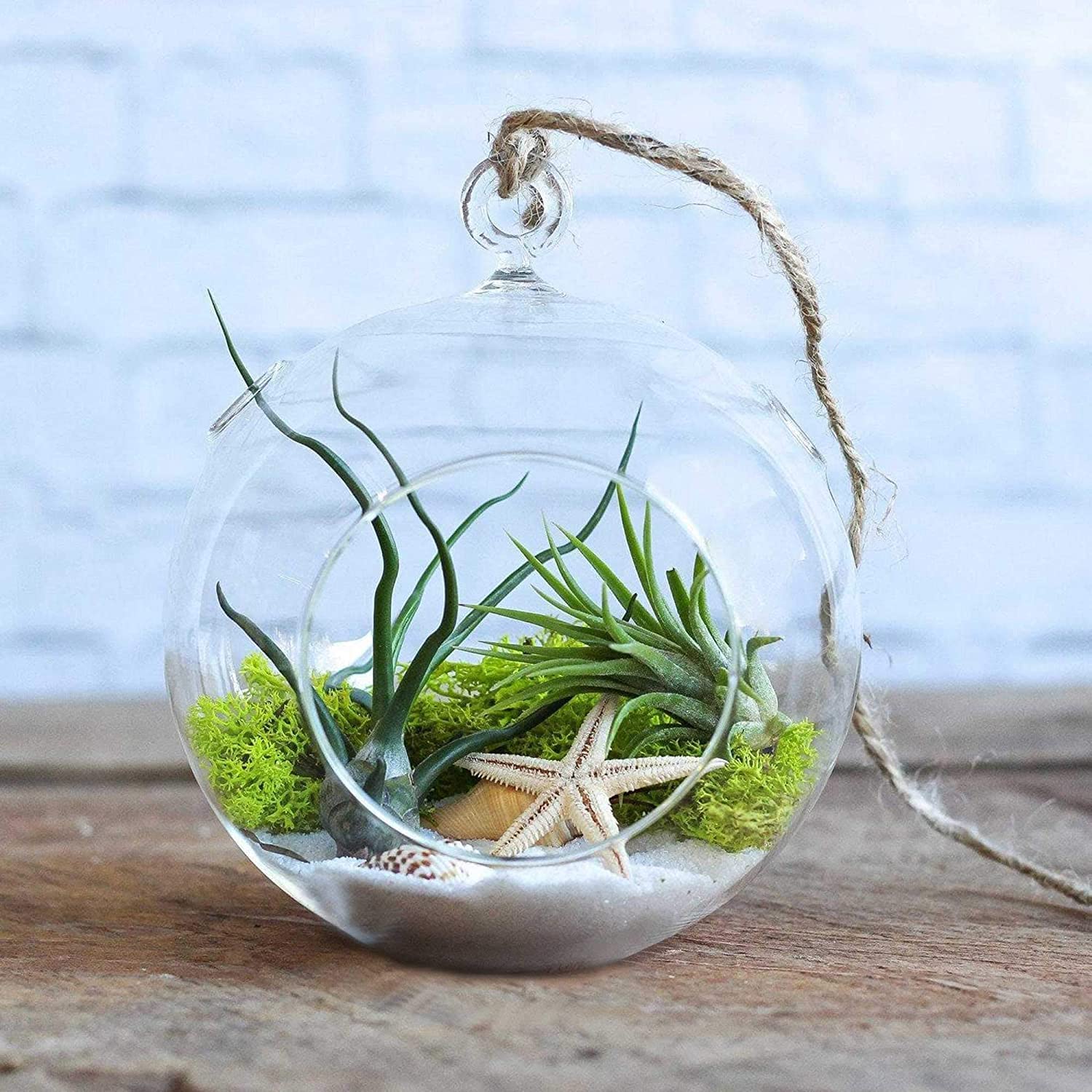 Leafy Dew Hanging Round Glass Terririum (5 Inch) with Rope, Snow White Sand and Seashells Hanging Planter Terrarium Plant Container Set (Glass) (B09NLTRPB1) Amazon Price History, Amazon Price Tracker