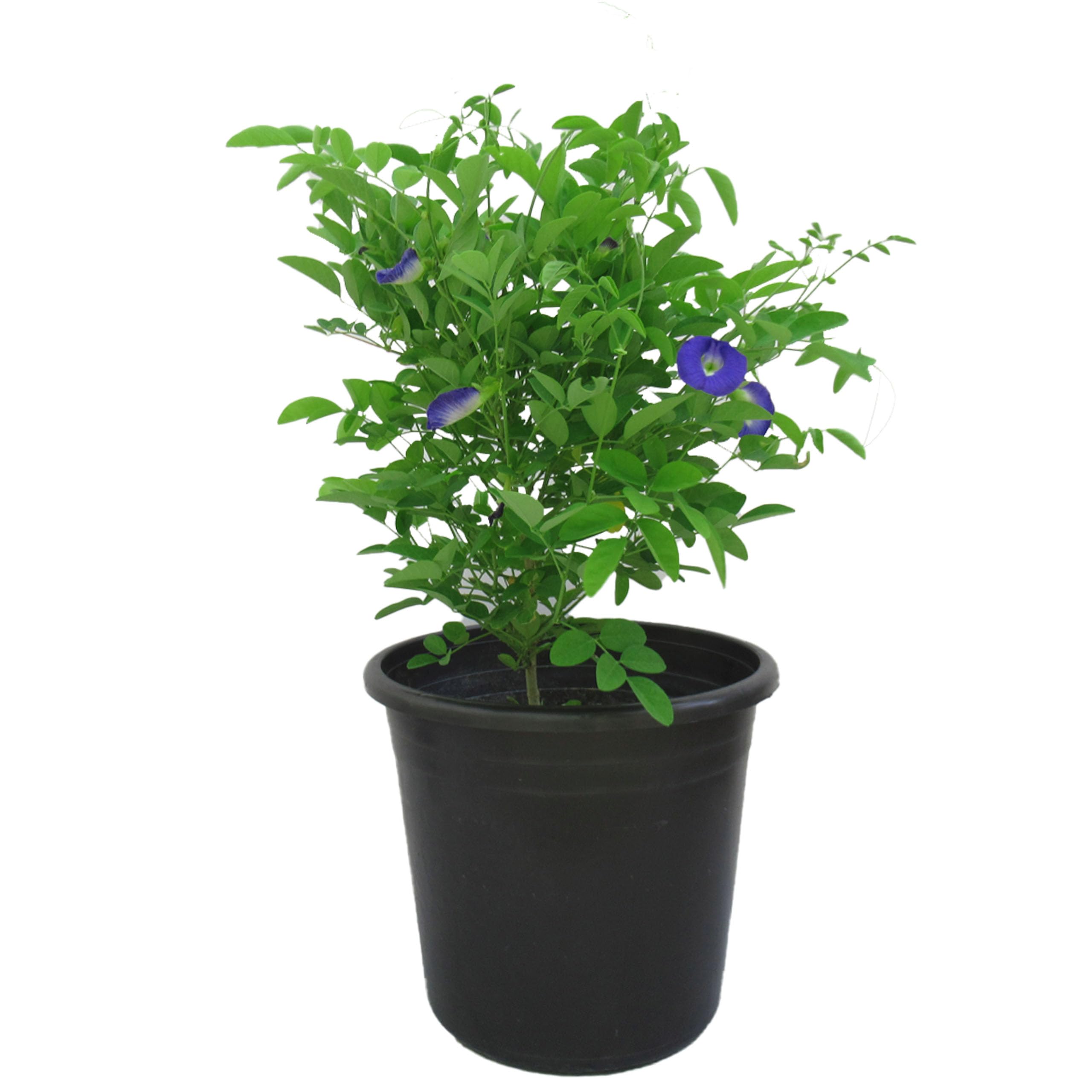 Clitoria Ternatea, Gokarna Blue Aparajita Flower plant with pot