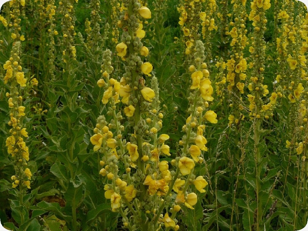 Molène Bonhomme, Verbascum Densiflorum