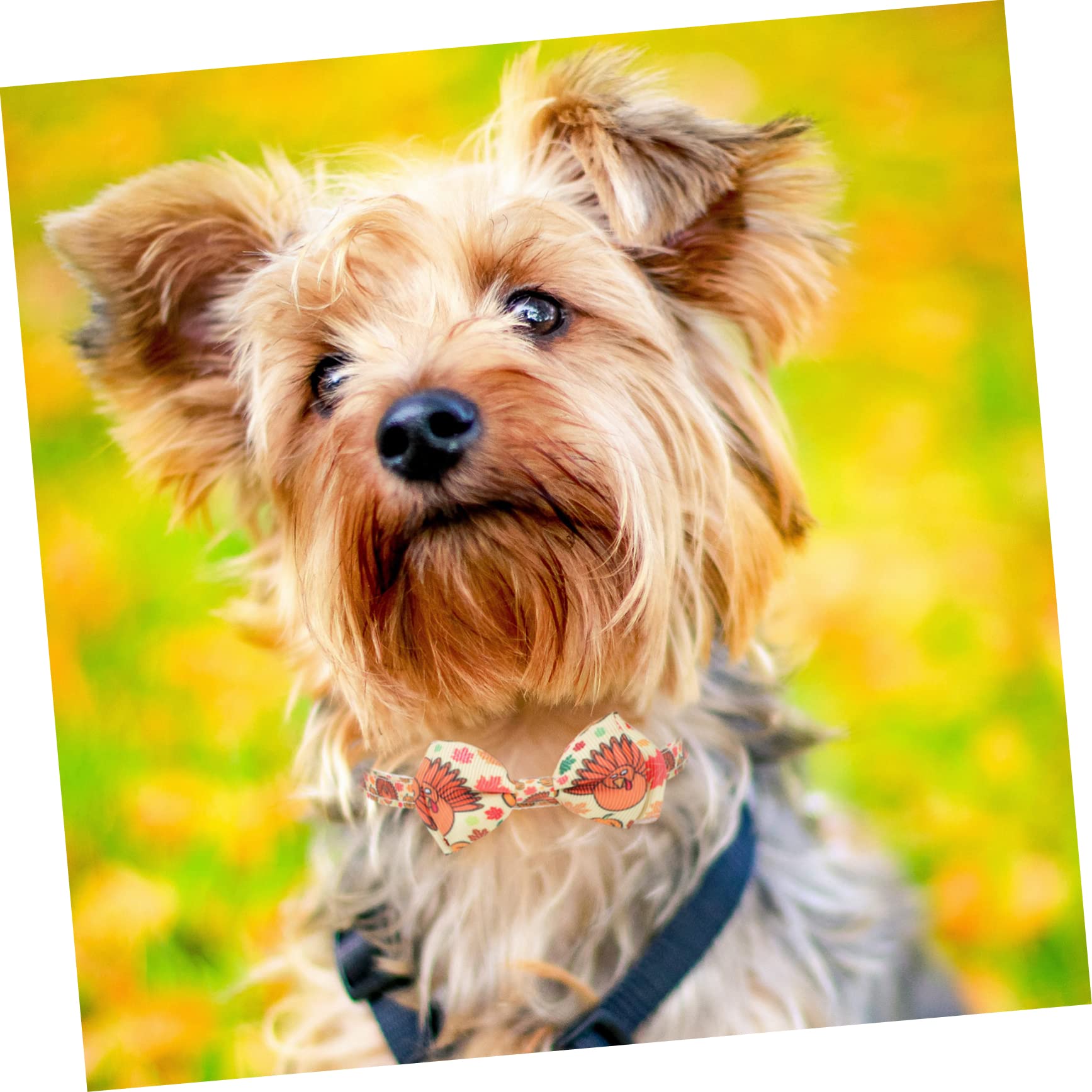 Didiseaon 10pezzi Collare Decorativo Per Animali Domestici Con Fiocco Per Cani e Gatti Per Festività e Compleanni Collana Chic Per Cani e Gatti Accessori Per Animali Domestici
