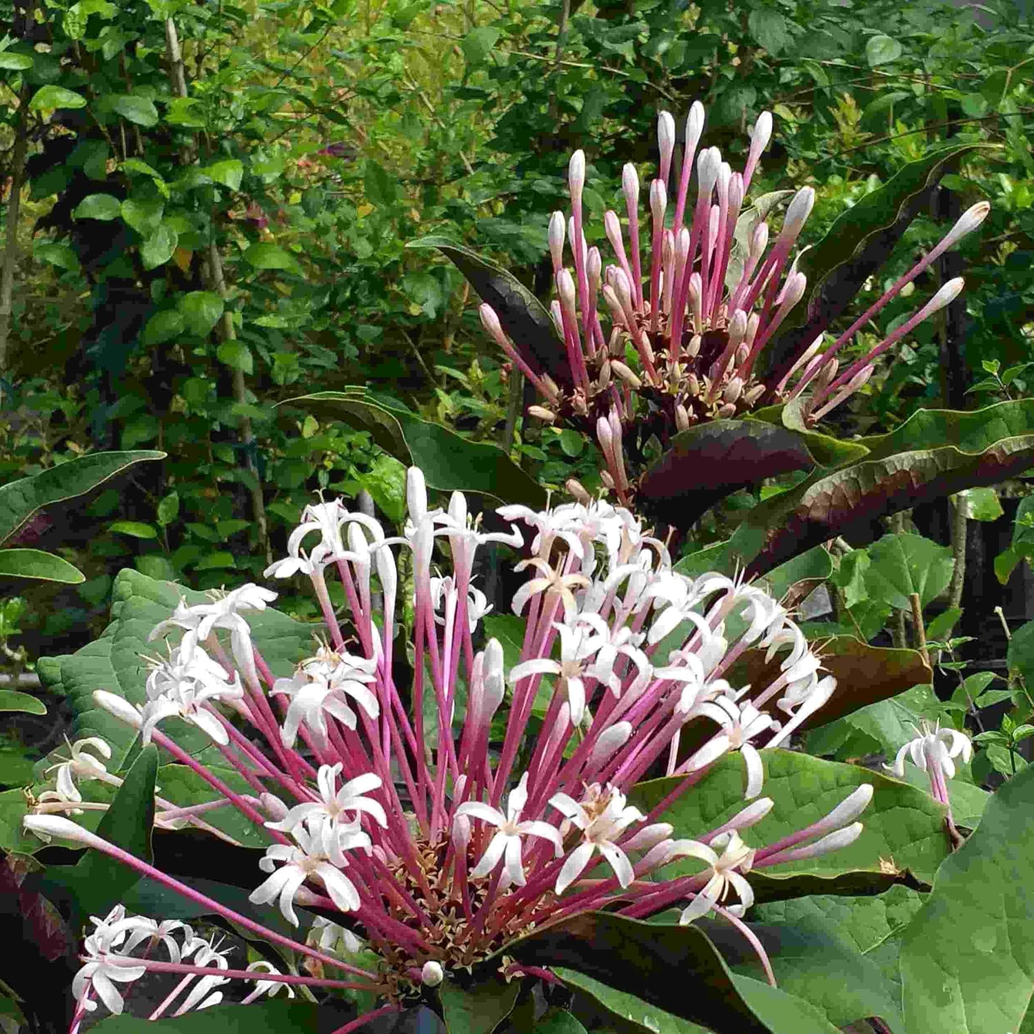 Starburst Shooting Star Clerodendrum Quadriloculare | Live Plant | Spring Blooming | 10-14” Tall | White Pink Flowers Purple Foliage | Emerald’s Starter Pot