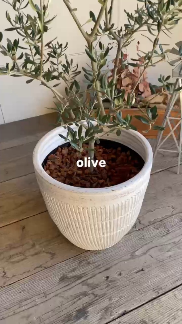 Amazon｜オリーブの木 ホワイトテラコッタ鉢植え 観葉植物 本物 庭木