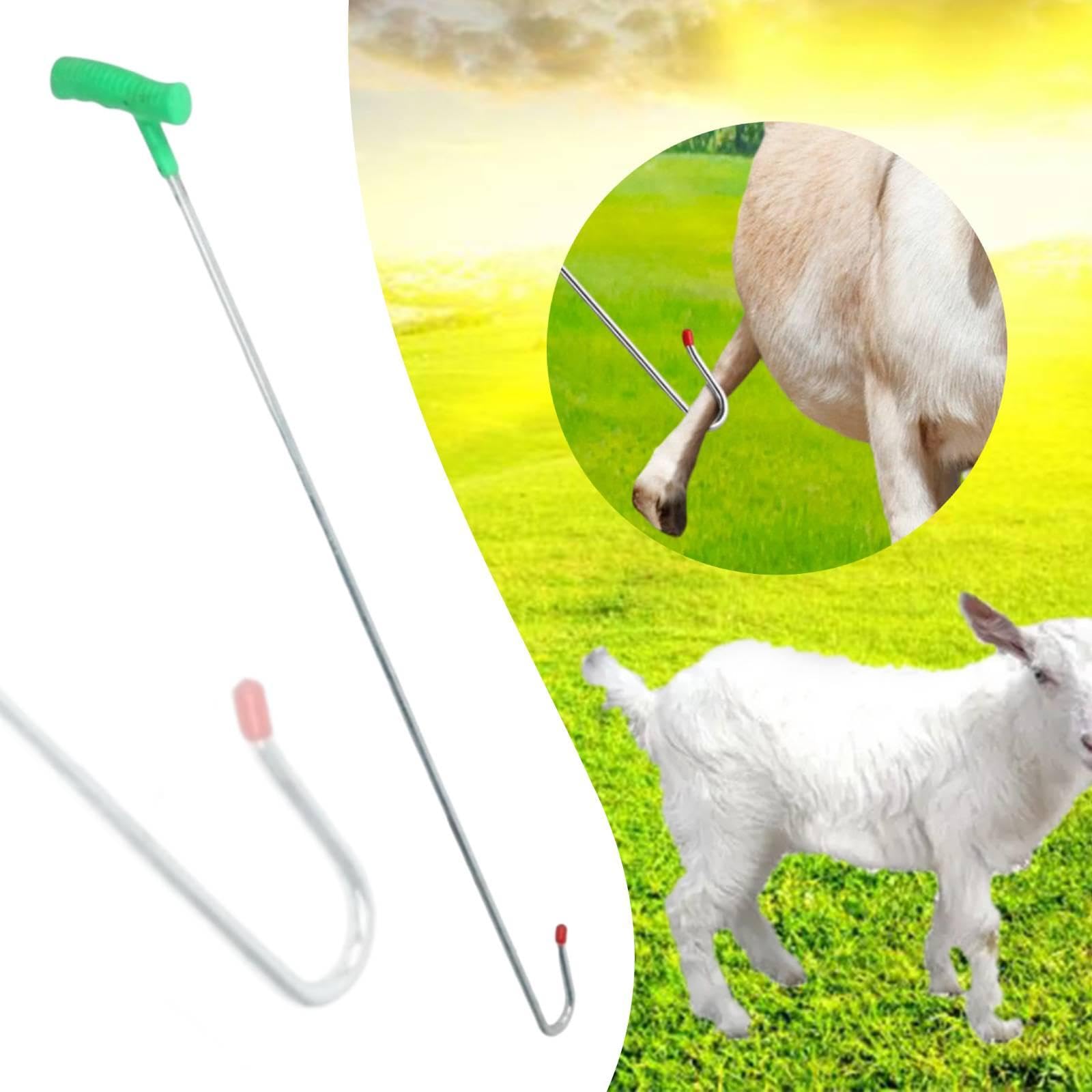 Gancho para Ovejas Herramienta de Sujeción Equipo Capturador Gancho Resistente Ergonómico Hecho de Hierro Compatible con Granjas Hogares Veterinarios, 90cm
