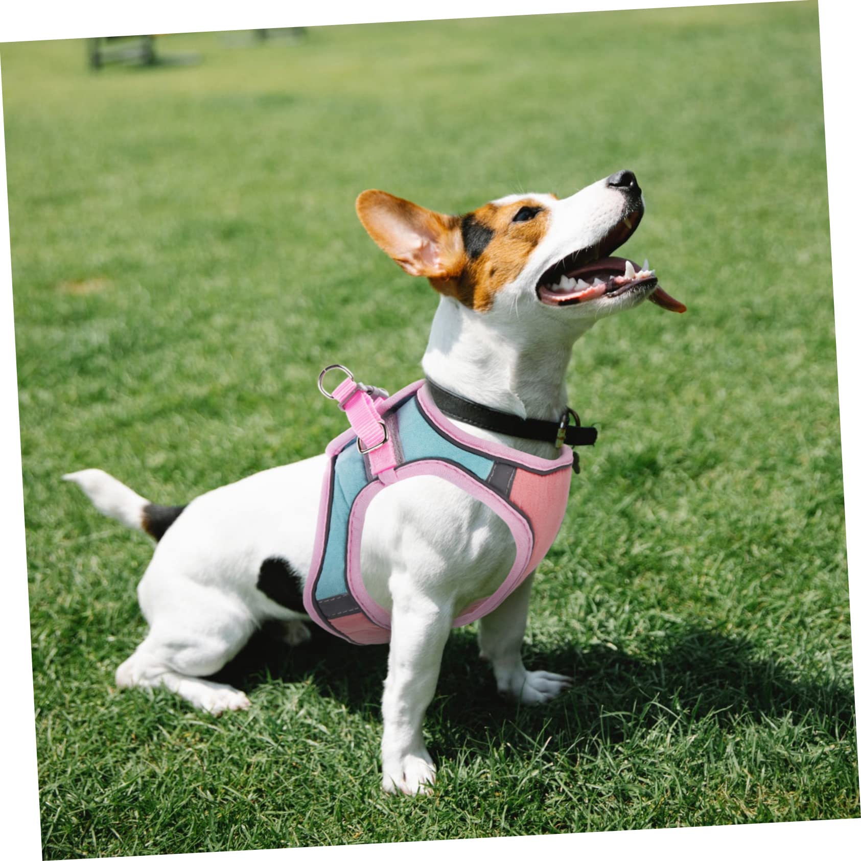 Yardwe 4ensembles pour Chat avec Laisse Gilet Réfléchissant pour Extérieur pour Et Chiens