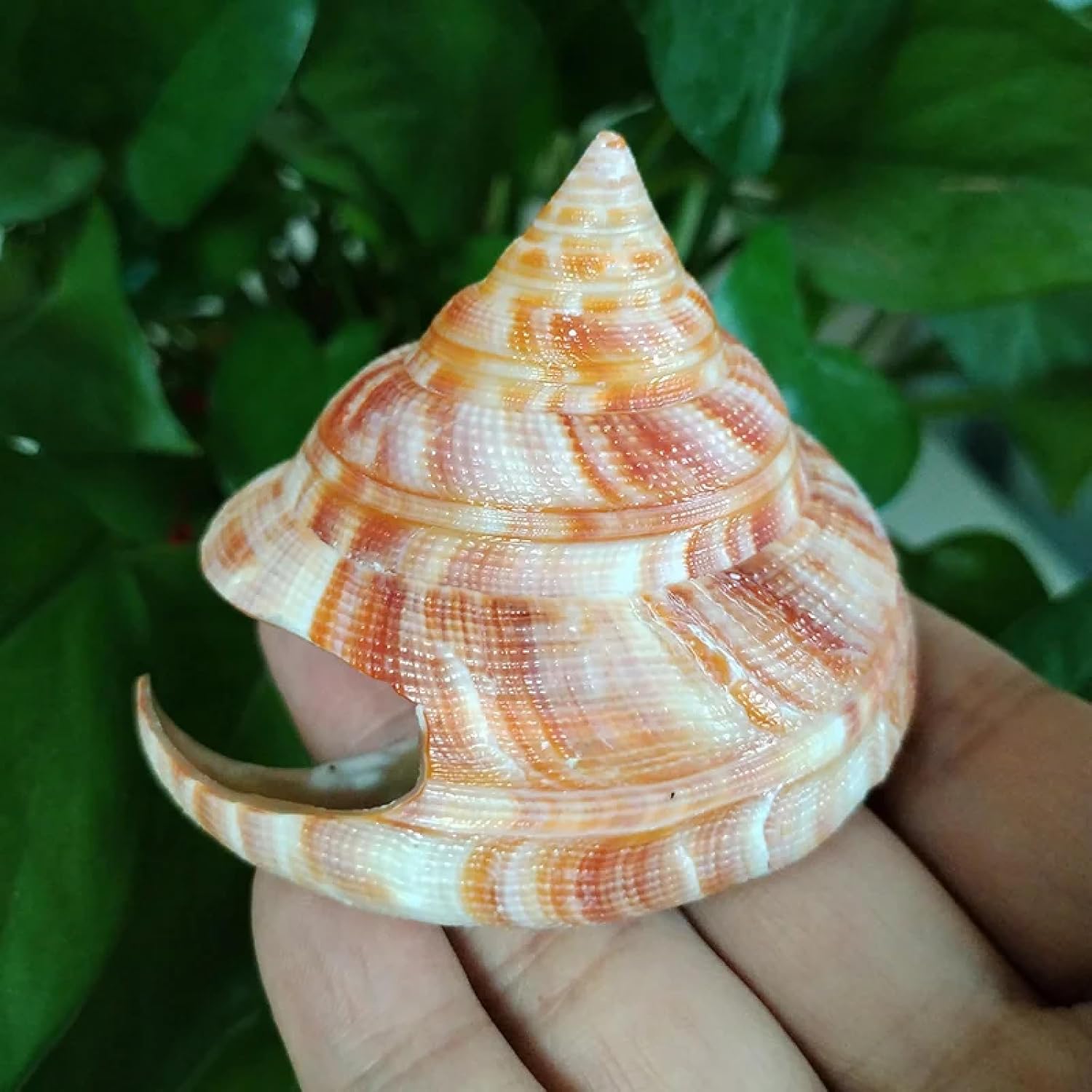 Conch Shells for Decoration,1Pcs 5.5-7cm Natural Emperor's Slit Shell Orange Tower Snail Seashell Specimen Collection Aquarium Fish Tank Landscape Photo Props Decoration