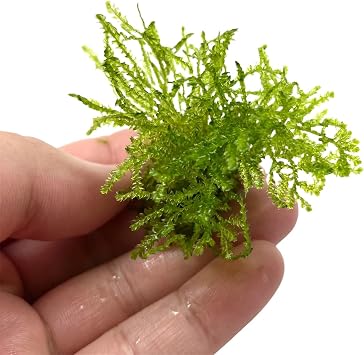 Weeping Moss Vesicularia Ferriei