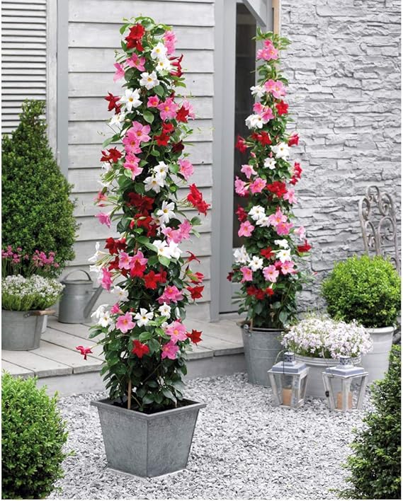 Flowering Patio Plant Evergreen Climbers Perfect for Growing in Pots