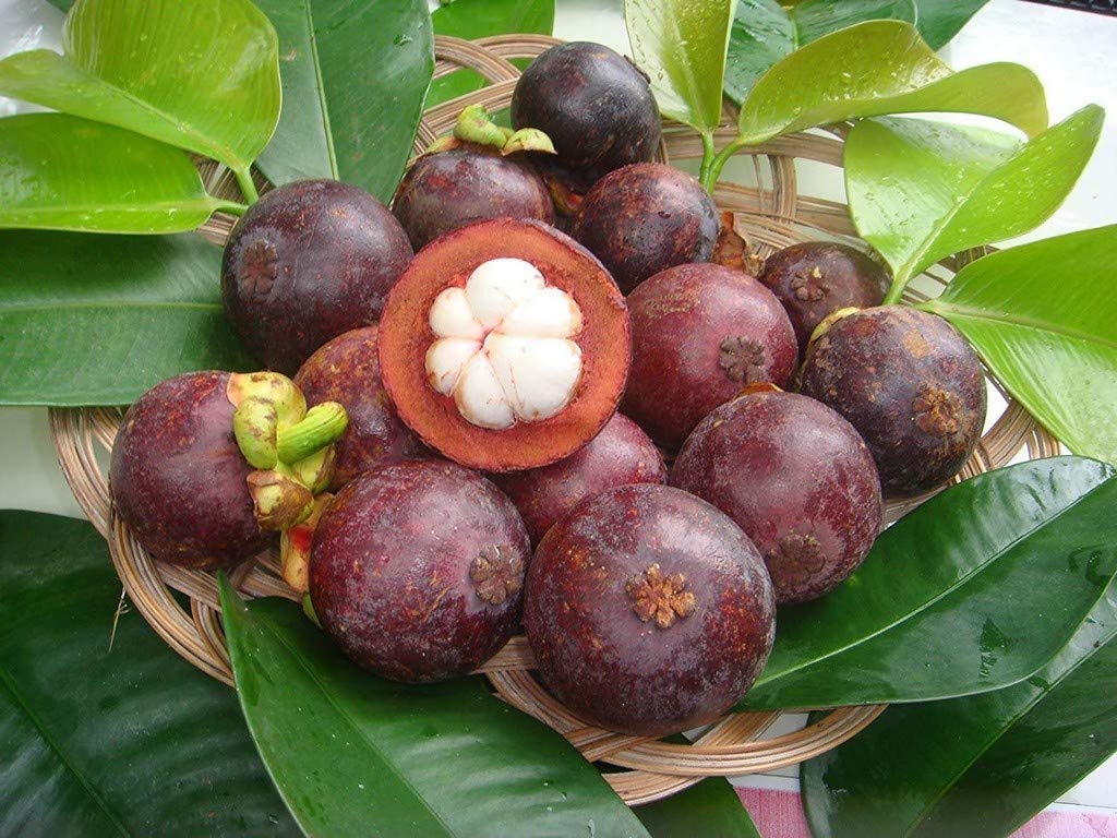 Creative Farmer Gardens Mangosteen Fruit Plant Tasty Tropical Fruit 1 Healthy Live Plant (B08Q8GZB1T) Amazon Price History, Amazon Price Tracker