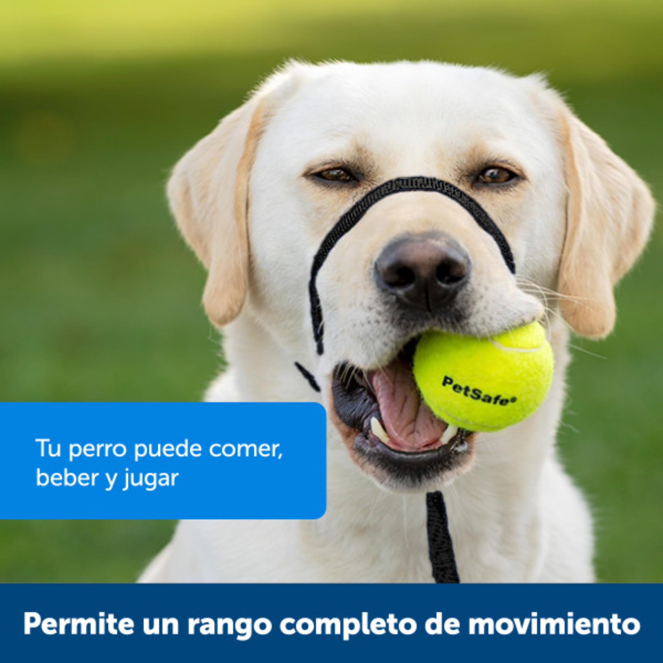 PetSafe Easy Walk – Bozal para Perros, Collar de Cabeza Antitirones para Perros, Ajustable, Acolchado, con Correa De Paseo Incluida, Negro, M