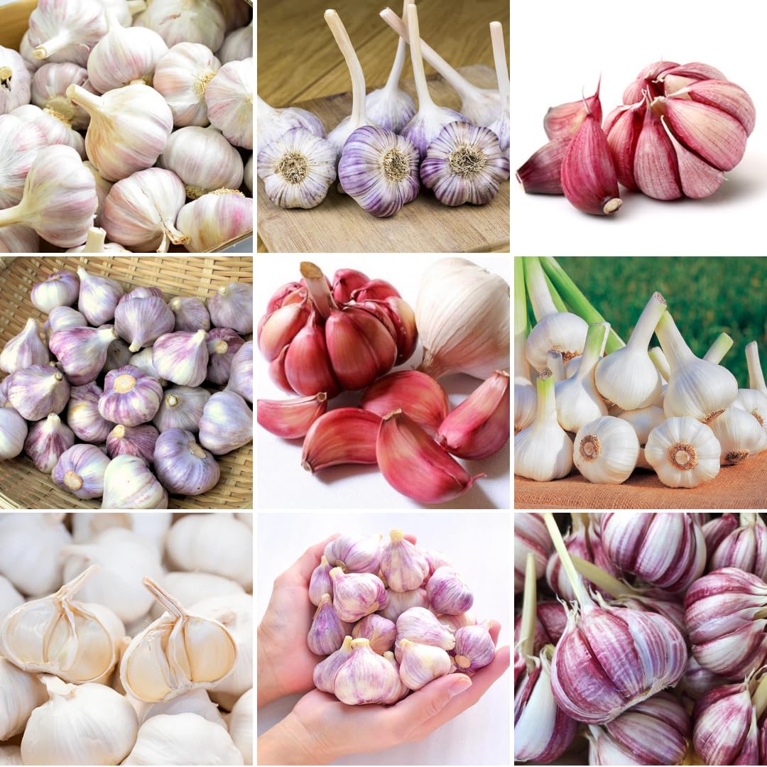 1 Lb Mix Hardneck Garlic Bulbs for Planting by YOKEBOM