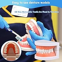 Vista 5 de Modelo de dientes dentales, modelo de dientes estándar, demostración de modelo de boca de dentadura para niños, suministros de estudio de enseñanza