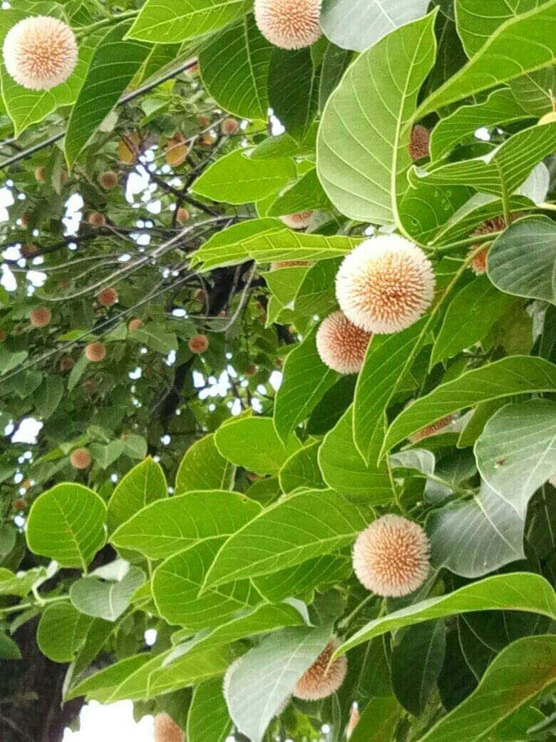 Neolamarckia cadamba/Burflower Tree/Kadam/Cadamba/Kadamba Tree- 1 Live Healthy Plant (B0CNXW6K3N) Amazon Price History, Amazon Price Tracker
