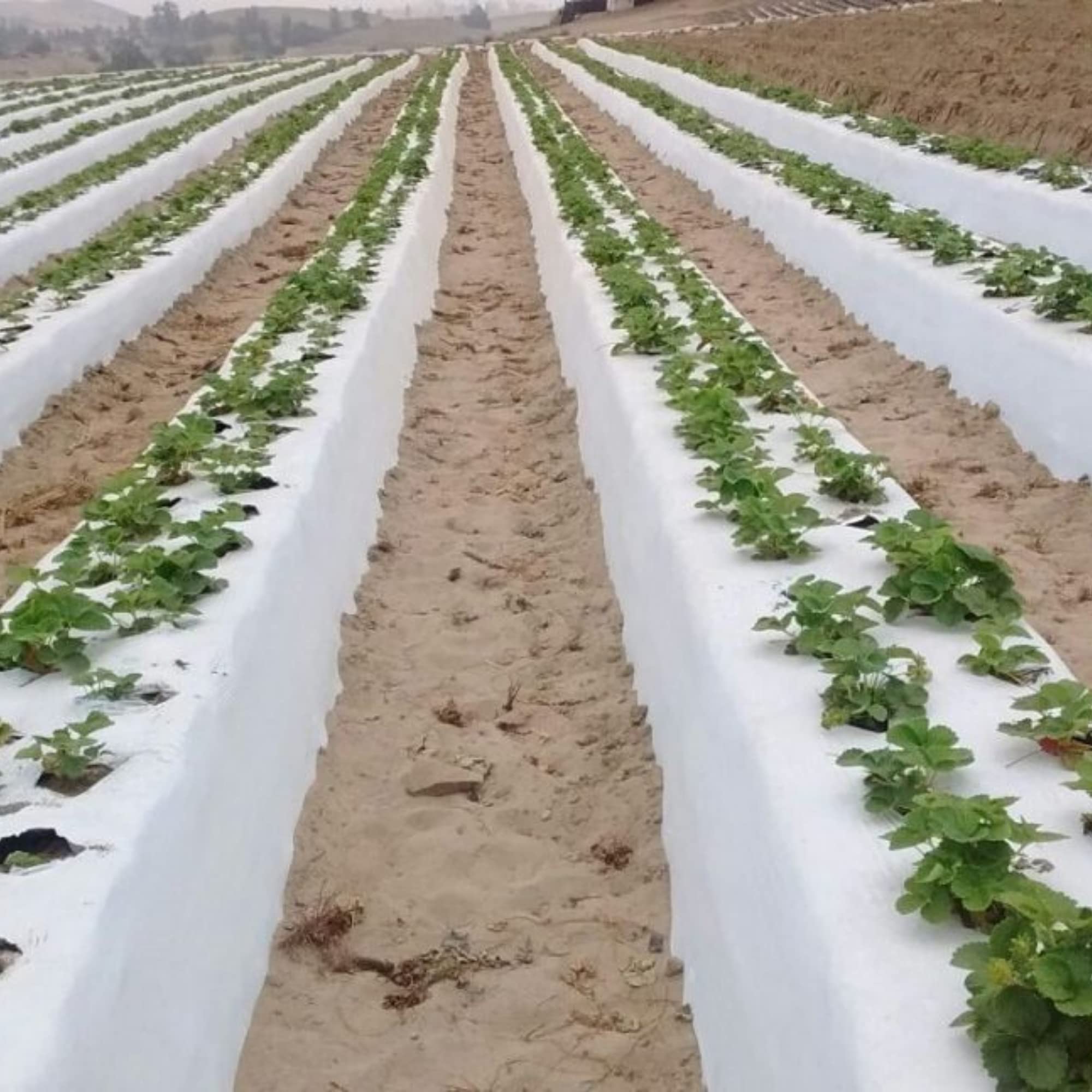 Buy Farm Plastic Supply White Plastic Sheeting 10 mil (10' x 100') Thick Plastic