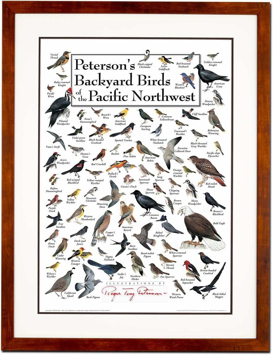 Earth Sky + Water - Peterson’s Backyard Birds of the Desert Southwest - Poster
