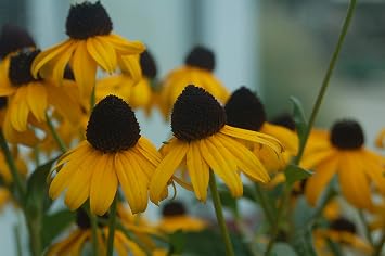Rudbeckia fulgida Goldsturm Black Eyed Susan Perennial, yellow flowers, 1 - Size Container