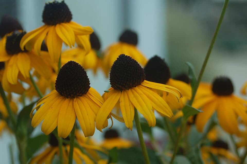 Rudbeckia fulgida &#x27;Goldsturm&#x27; (Black Eyed Susan) Perennial, yellow flowers, 1 - Size Container