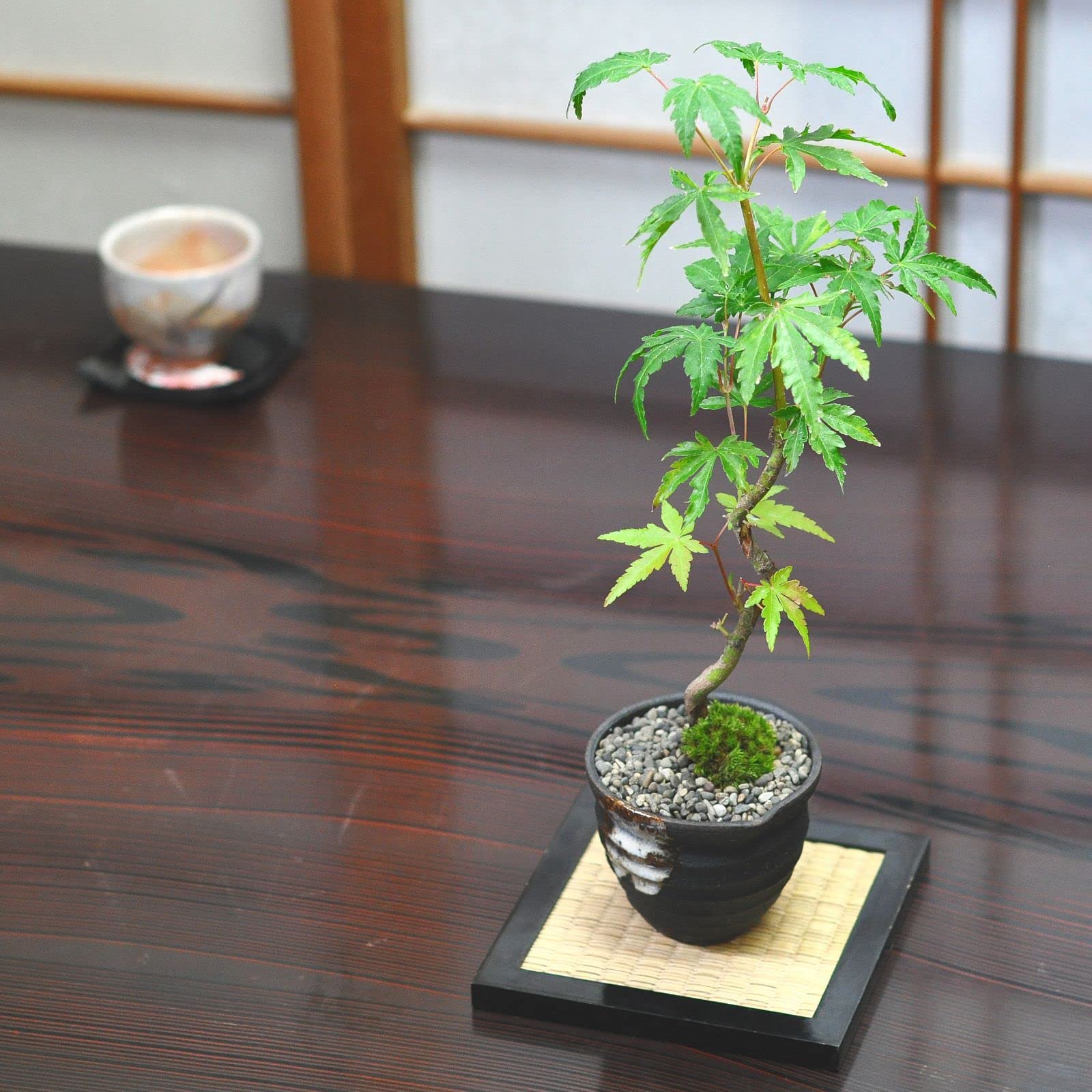 Amazon.co.jp: 盆栽妙 曲がりもみじの盆栽 紅葉 モミジ ミニ盆栽