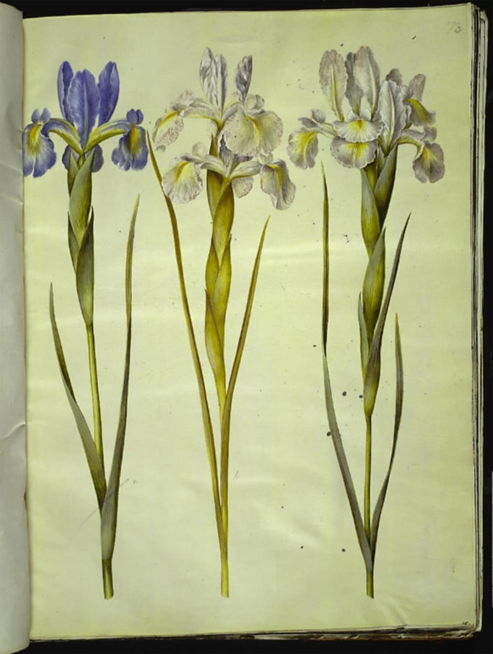 Image sur Toile Impression Tableaux Iris Latifolia Style Nordique