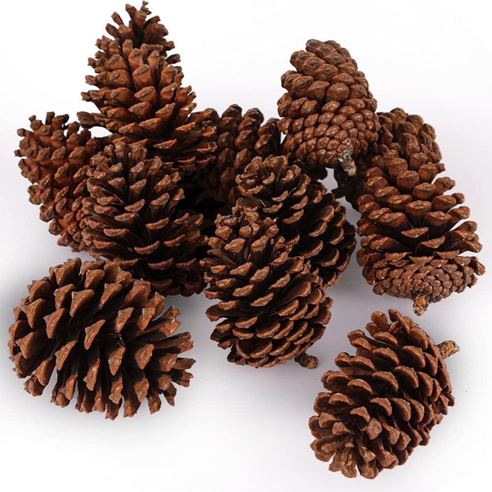 JOHOUSE 12 Large Natural Pine Cones (3.5"–5"), Rustic Pinecone Ornaments for Christmas Tree, Wreath Making, Vase/Bowl Filler Fall & Winter Decor