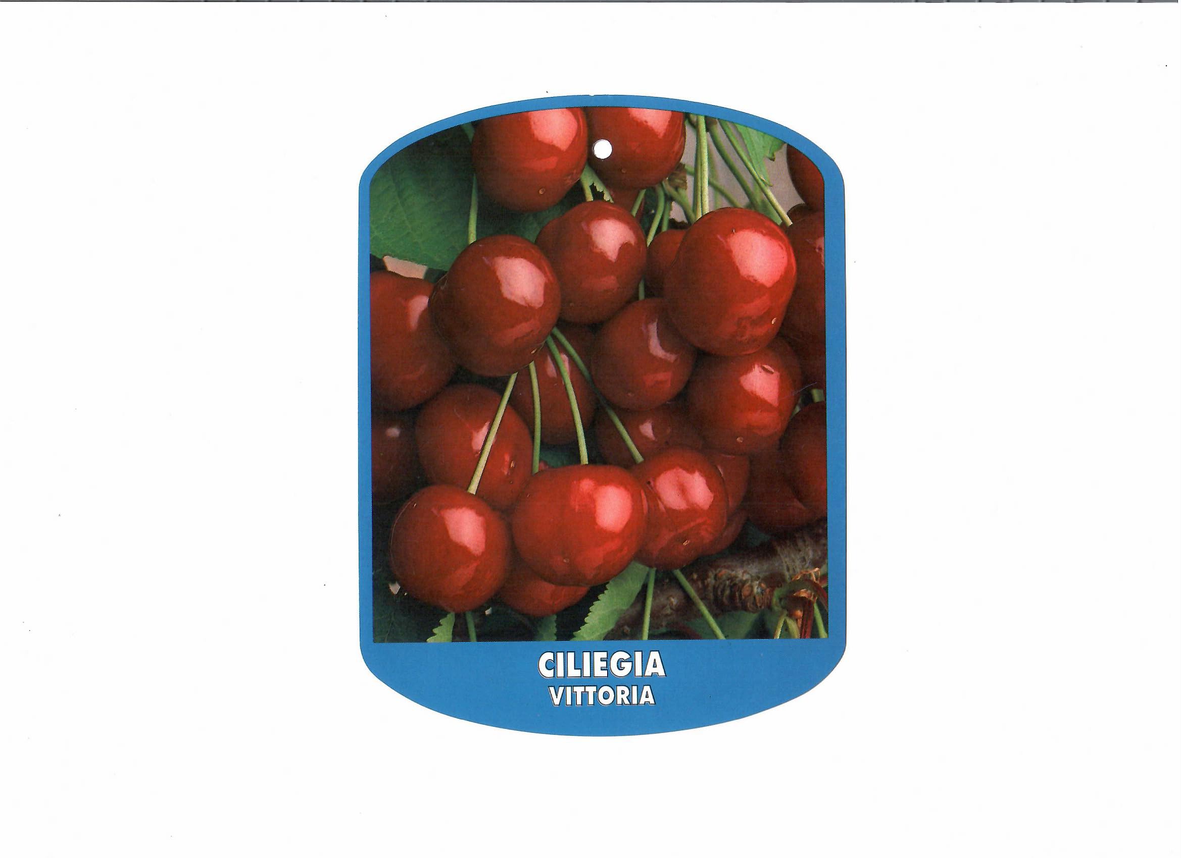 Piante di Ciliegio, piante da frutto (Durone Nero di Vignola I)