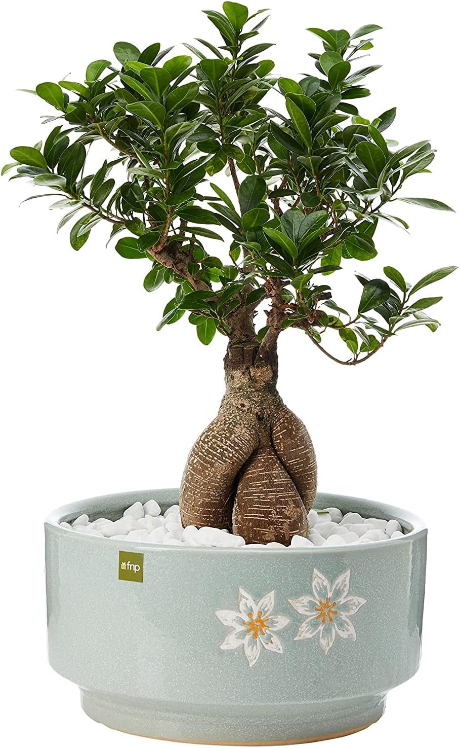 FnP Bonsai Plant in Ceramic Pot