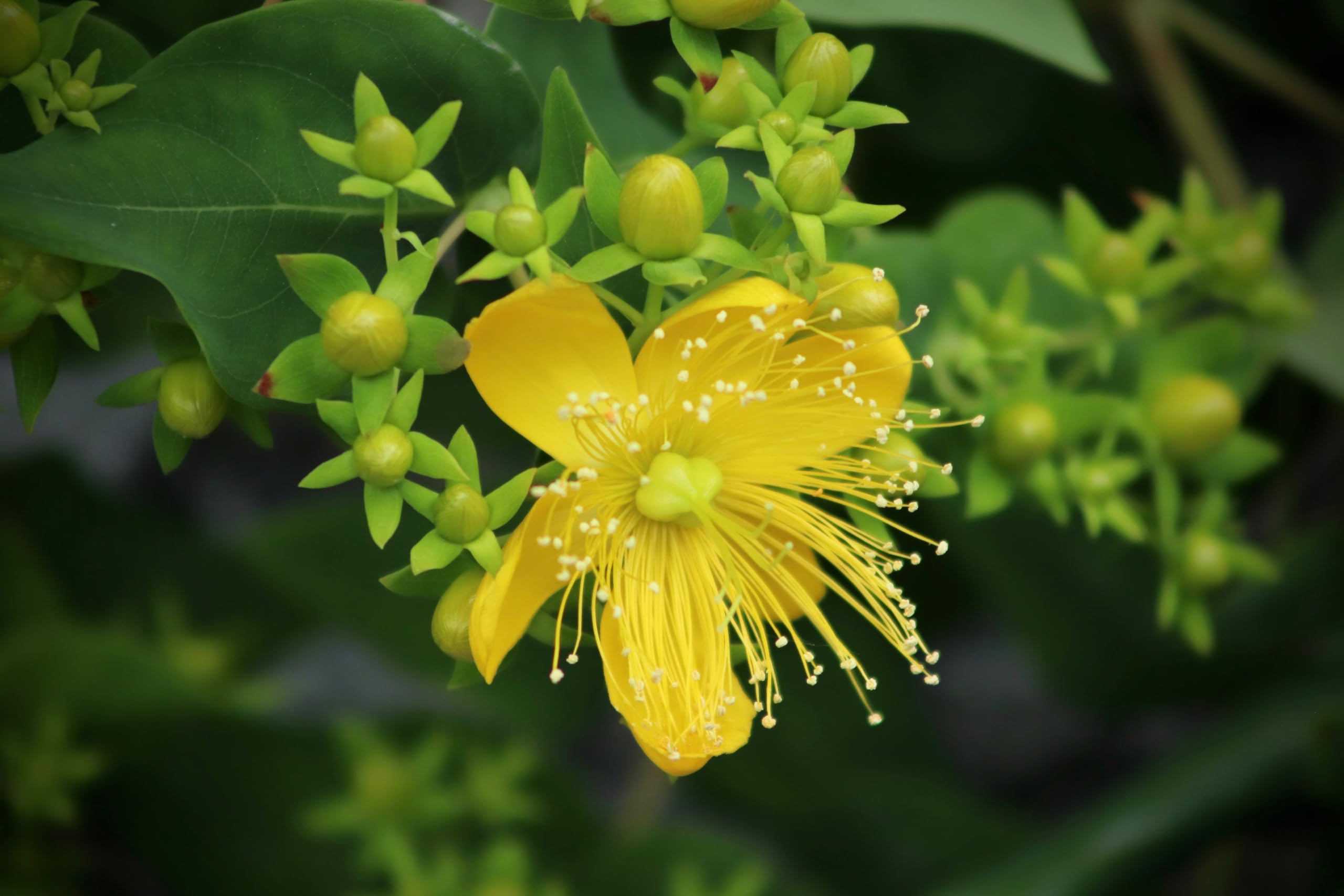 Echtes Johanniskraut (Hypericum perforatum) Samen. Heilpflanze des Jahres 2019 (100000 Samen = 10,0g)