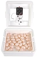 Vista 2 de Little Giant Incubadora digital de aire circulado 41 huevos Incubadora de huevos con ventilador, control de temperatura y humedad Huevos