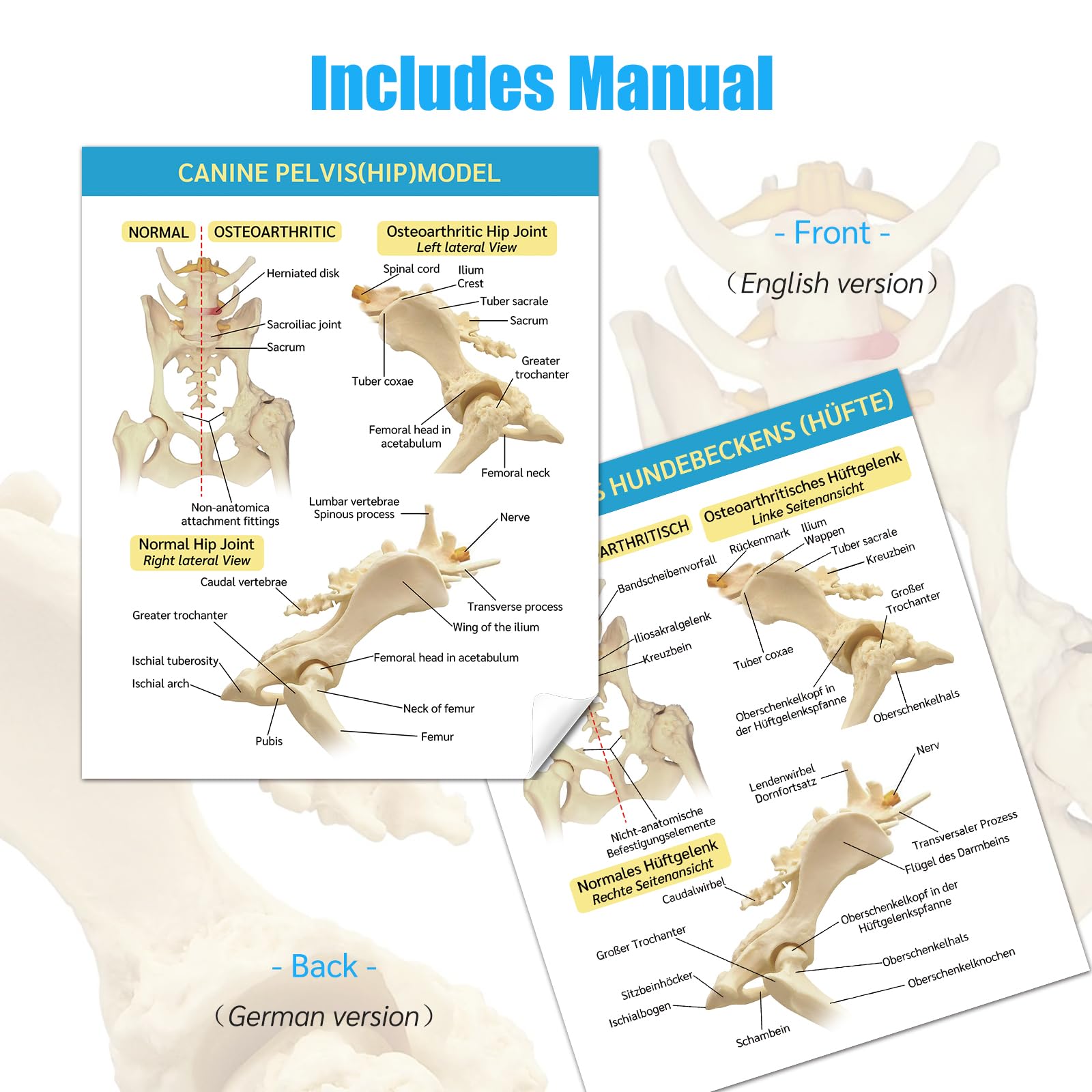 Modello di bacino del cane, modello di articolazione dell'anca del cane, riproduzione anatomica del bacino per l'ufficio veterinario strumento educativo