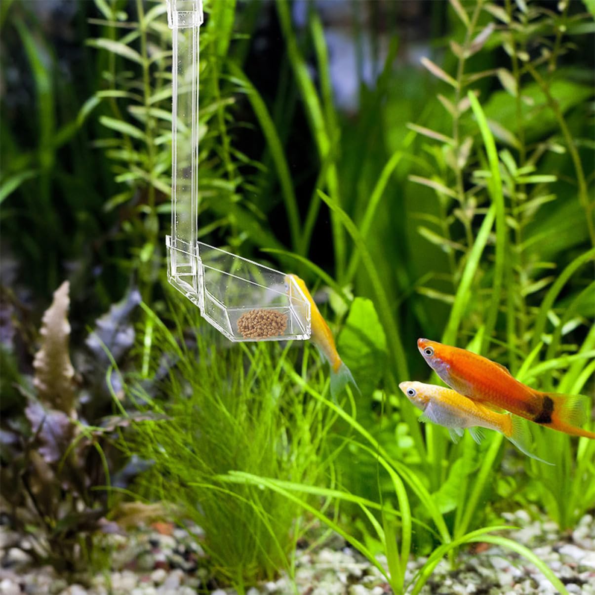 POPETPOP 3pièces Distributeur Transparent pour Aquarium Tube Alimentation Pratique pour Crevettes Et Poissons Fixation avec Ventouses Conception Anti-Pollution