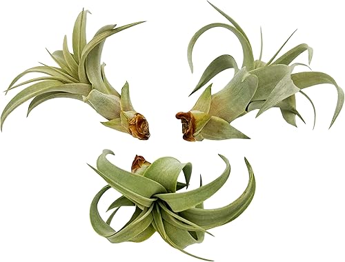Miniatura 9 de Planta de aire vivo  Tillandsia Xerographica Pup, regular 2-4 pulgadas  1 unidad  Ideal para regalos y regalos, plantas de interior vivas y plantas