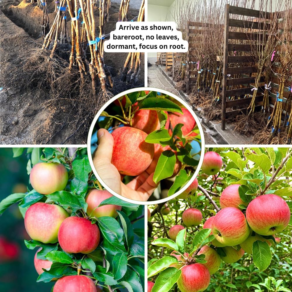 Gala Apple Tree Live Plant for Planting, Bareroot, 2-3 Feet Height, Apple Plant Live for Planting, Live Apple Tree Plant, Sweet Apple Fruit Tree, Dormant