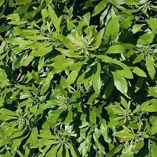 6–12” Tall Southern Wax Myrtle Plant 1-2 Years Old, Southern Bayberry, Morella cerifera (Myrica cerifera)