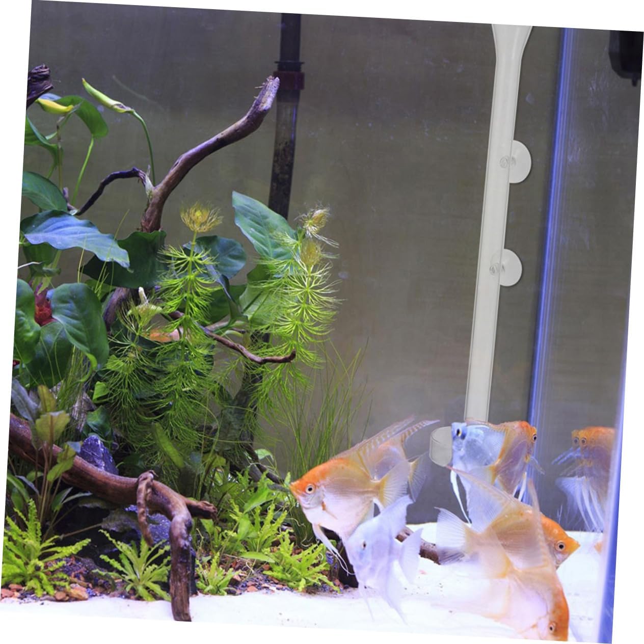 Levemolo 1set Transparent Acrylic Shrimp Feeder and Dish for Fish Tank Easy to Assemble for Shrimp and Fish Aquarium Accessory Height