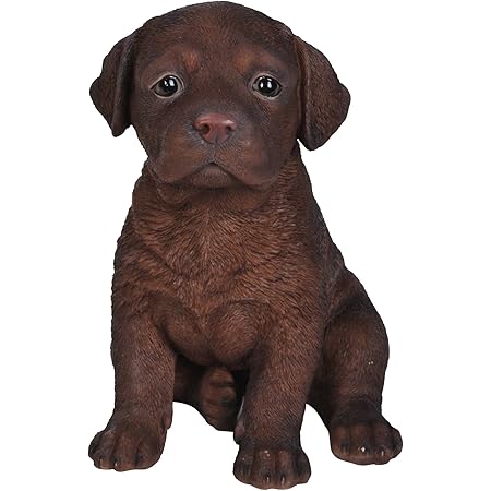 chocolate lab items