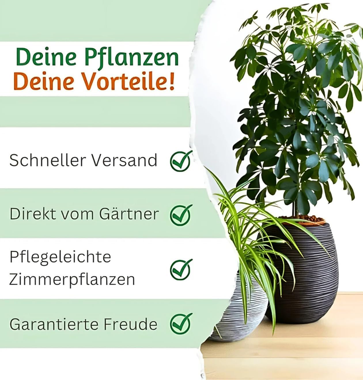 Luftreiniger Pflanzenset 4er-Set Monstera El Salvador | Ubuy