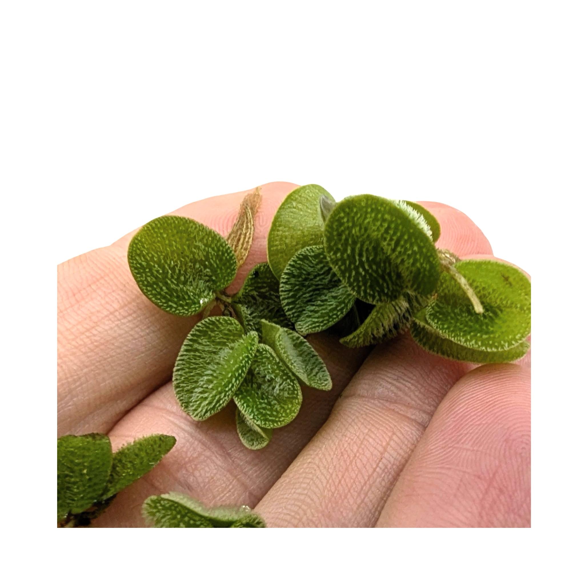 Salvinia auriculata/Salvinia natans - Portion 10 Live Plantes flottantes pour Aquarium