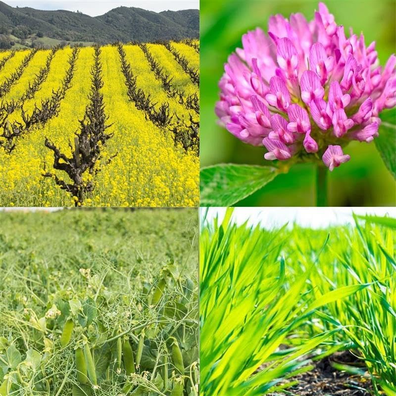 Spring Mix Cover Crop Seeds – 5 lb (~48,000 Seeds)
