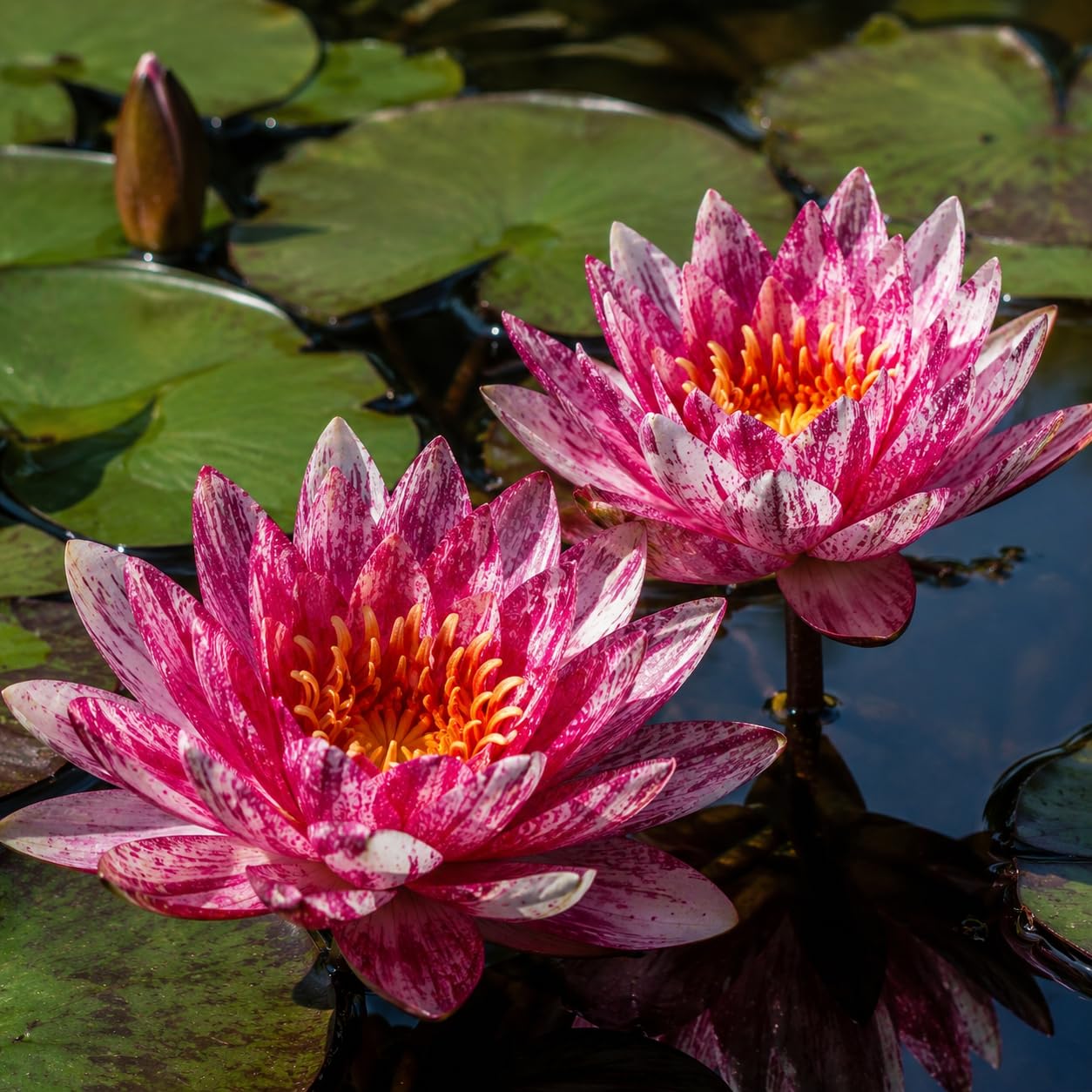 Perennial Water Lilies (for Cultivation) – Ideal for Ponds and Aquariums; Low Maintenance, high Germination Rate, and Easy to Grow.-10pcs-E