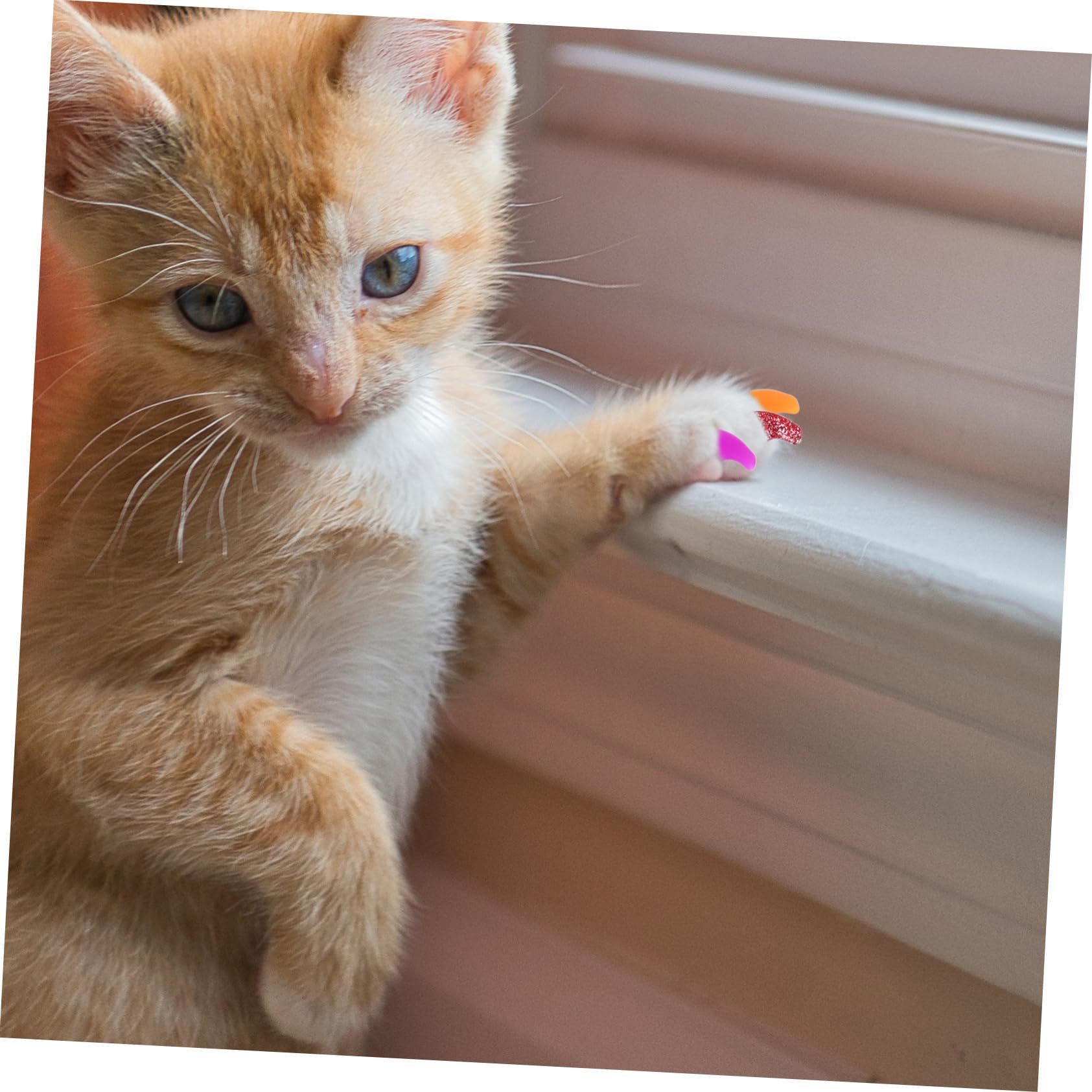 Kisangel Lot de 480 Griffes pour Animaux De Compagnie Pattes pour Chats Griffes De Chat Pattes De Griffes pour Chatons Pointes D'Ongles pour Chat Enveloppes D'Ongles pour Chaton
