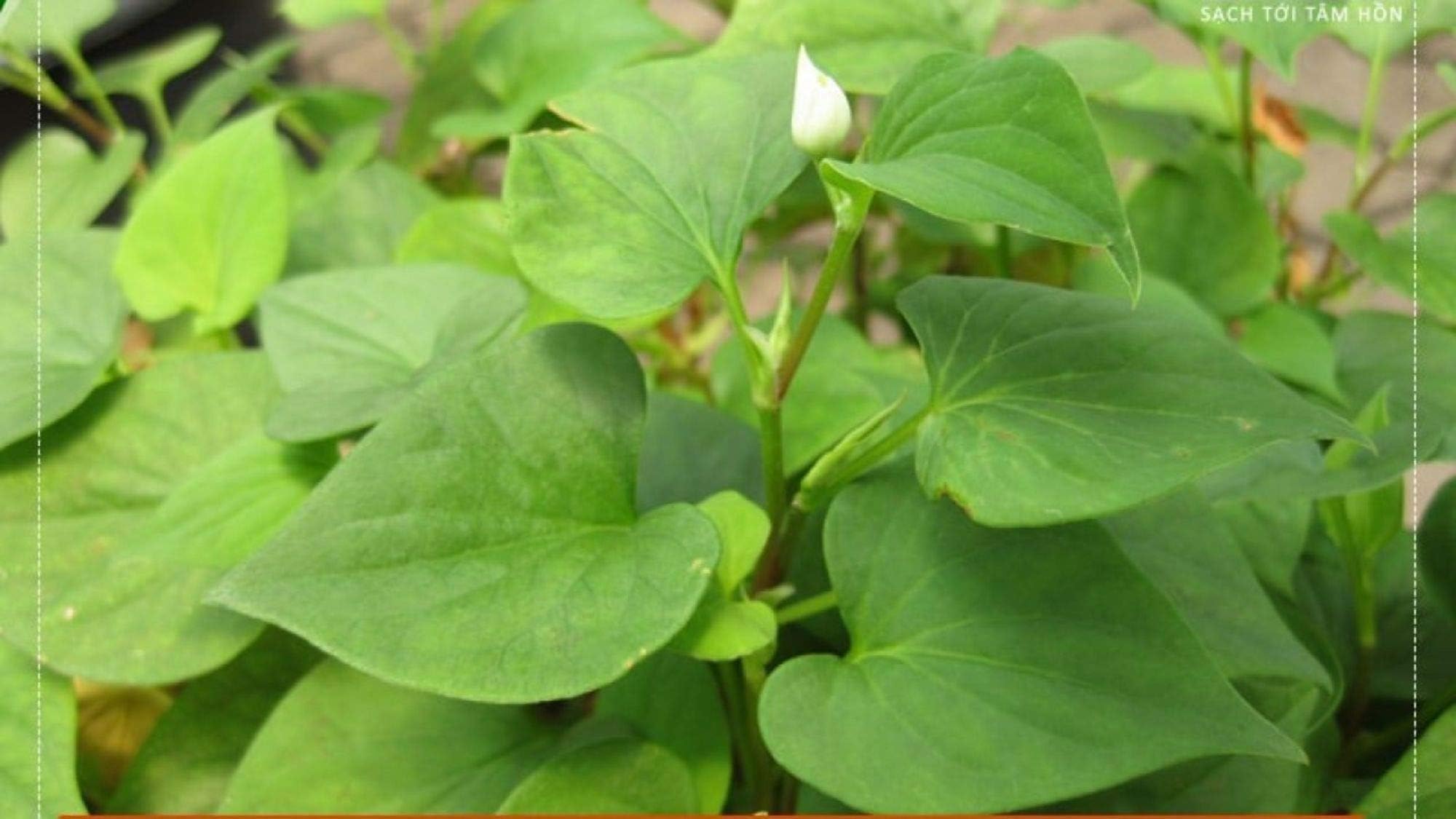 6 Live Bare Root Fish Mint Houttuynia Cordata Asian Herbs Starter Plants Diếp Cá