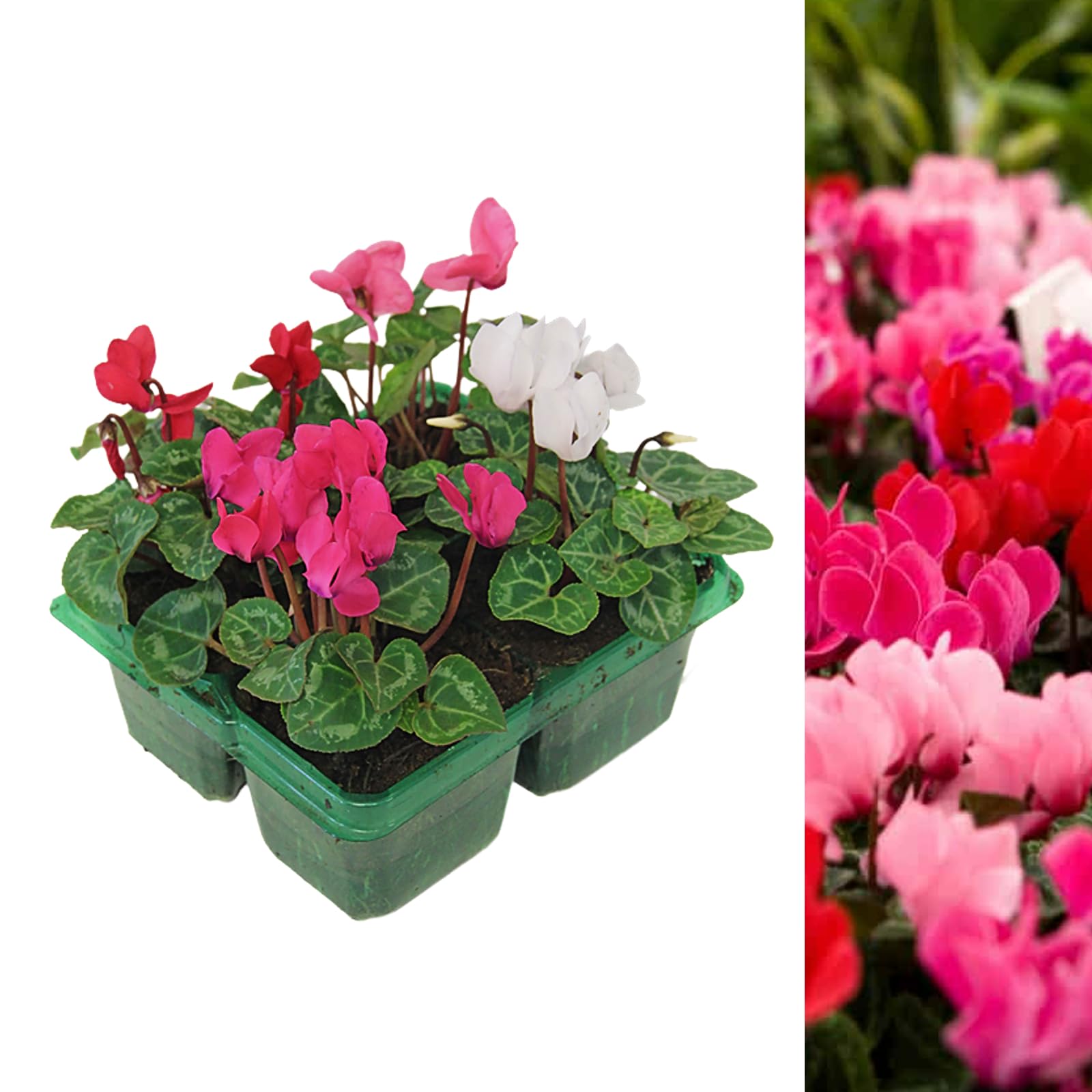 Cyclamen Mixed Garden Ready Plants 1 x 4 Pack - Autumn Flowering Perennials Shrubs - Outdoor Instant Colour Plants for Beds, Containers or Borders