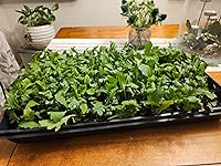 Review Image by Lively Lively