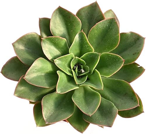Vista 4 de Planta suculenta Echeveria viva - Suculenta Echeveria de 4 pulgadas con raíces completas (Echeveria Salsa Verde)
