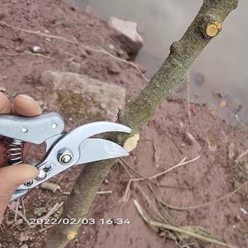 刈込鋏 剪定 工具 DIY 造園 工具 家庭用 業務用 動作品 Amazon.co.jp: 家庭用剪定ばさみ、SK5合金鋼剪定はさみ